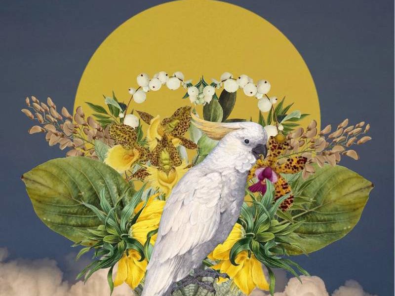 Arte Chileno - Papagayo circulo amarillo - Conka Collage | ARTEX